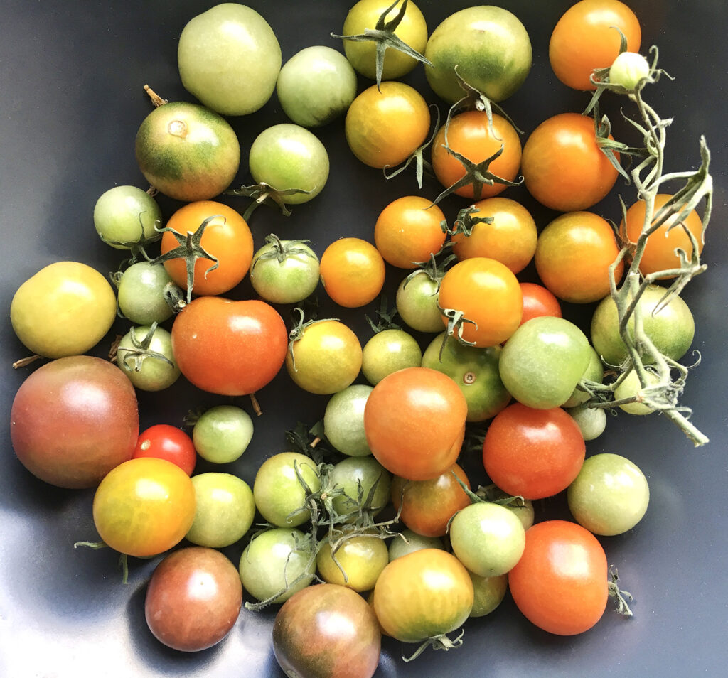Tomater. Foto för instagraminlägg.